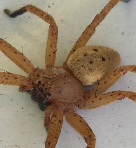 Réf. 203 042 : Olios argelasius
